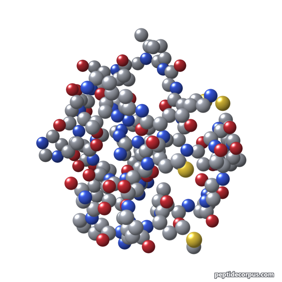 Space-filling 3D model of Brain Natriuretic Peptide (BNP), carbon grey, nitrogen blue, oxygen red